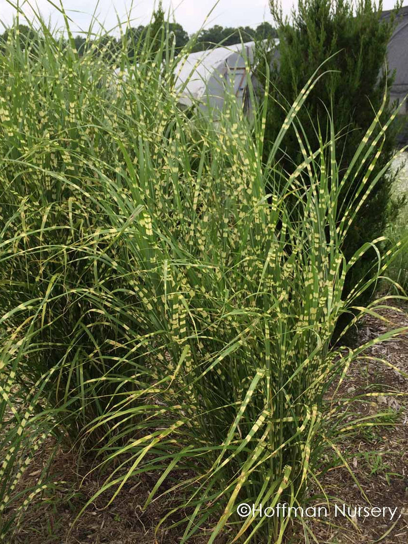Plumline Miscanthus sinensis Zebrinus
