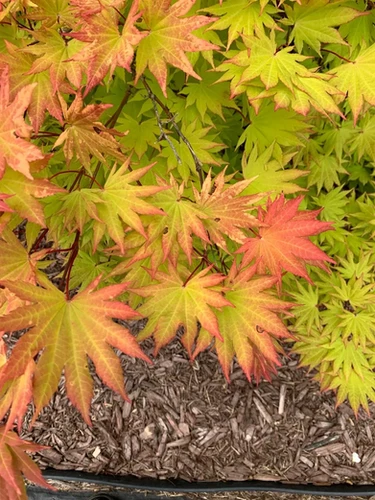 Acer palmatum 'Aka Shigitatsu Sawa' - Aka Shigitatsu Sawa Maple