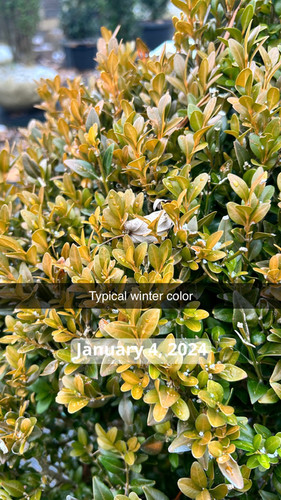 Buxus x 'Green Mountain' - Green Mountain Boxwood | Plumline
