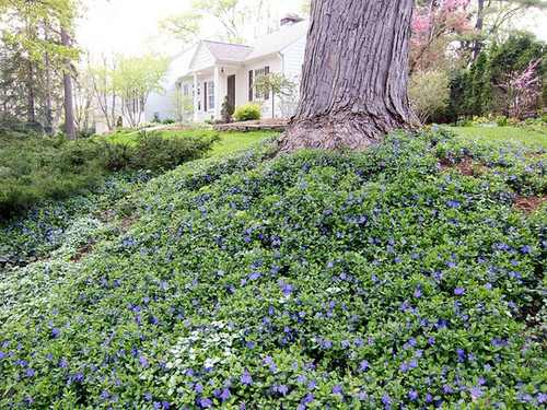 Myrtle - Common Periwinkle - Vinca minor | Plumline