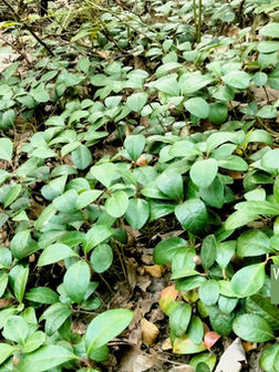 plant convolvulus cneorum Convolvulus cneorum  The Plant Broker