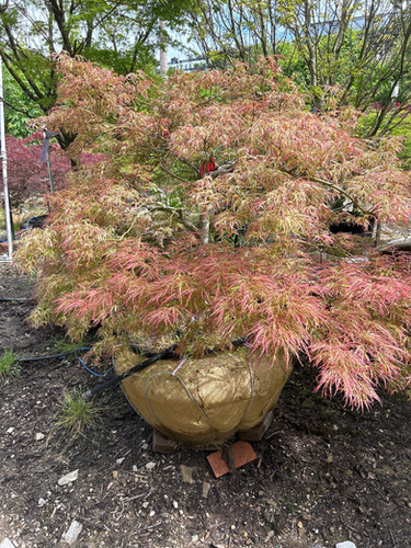 Acer palmatum 'Toyama nishiki' - Toyama Nishiki Japanese Maple
