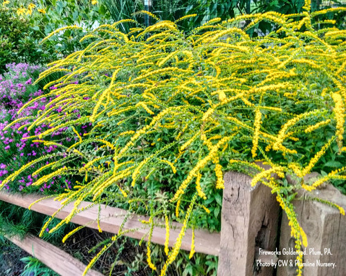 オススメ✨Microsorum sp 'Fireworks’ ミクロソリウム 黄 観葉植物 オススメ✨Microsorum sp 'Fireworks' ミクロソリウム 黄