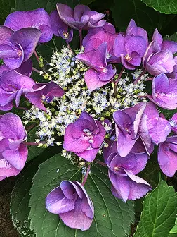 Hydrangea macrophylla 'Grape Explosion' - Grape Explosion