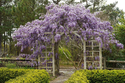 Wisteria frutescens 'Amethyst Falls' - Amethyst Falls American