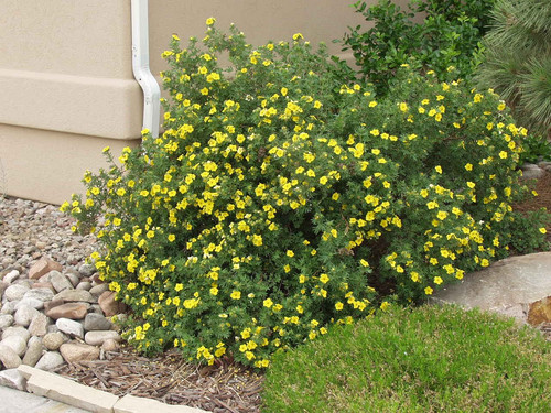 Potentilla fruticosa 'Farreri' Gold Drop Potentilla Plumline