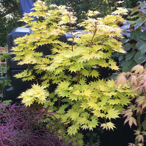 Acer palmatum 'Aka Shigitatsu Sawa' - Aka Shigitatsu Sawa Maple
