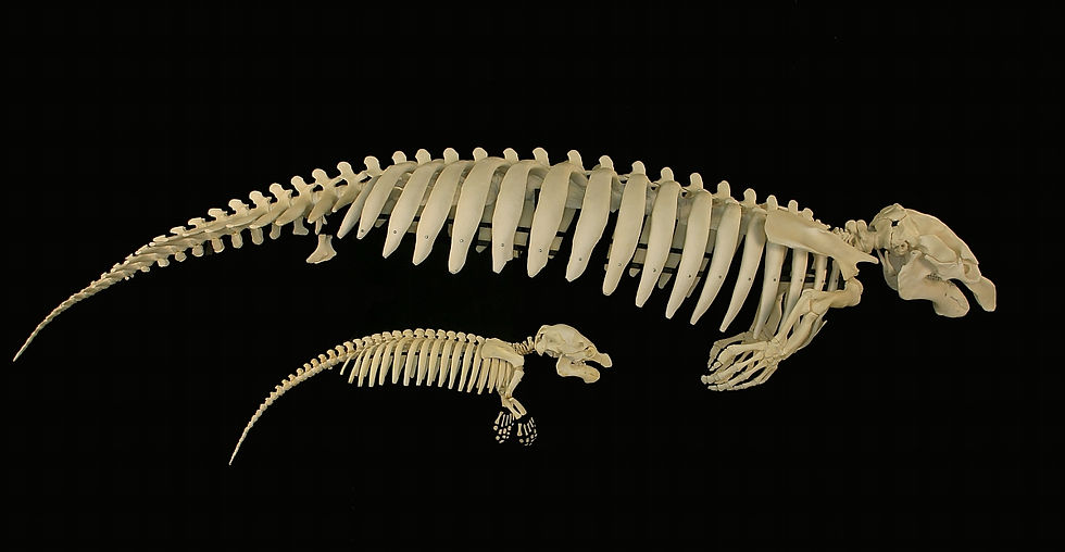 Full skeletal display of an adult manatee and a smaller calf, showing the elongated spine, rib structure, flippers, and skulls against a black background.