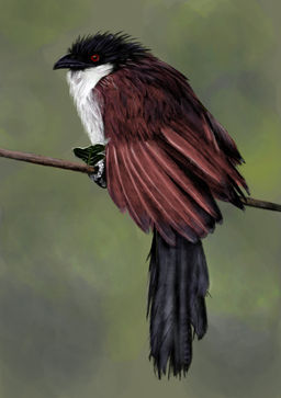 Burchell Coucal Adobe Fresco