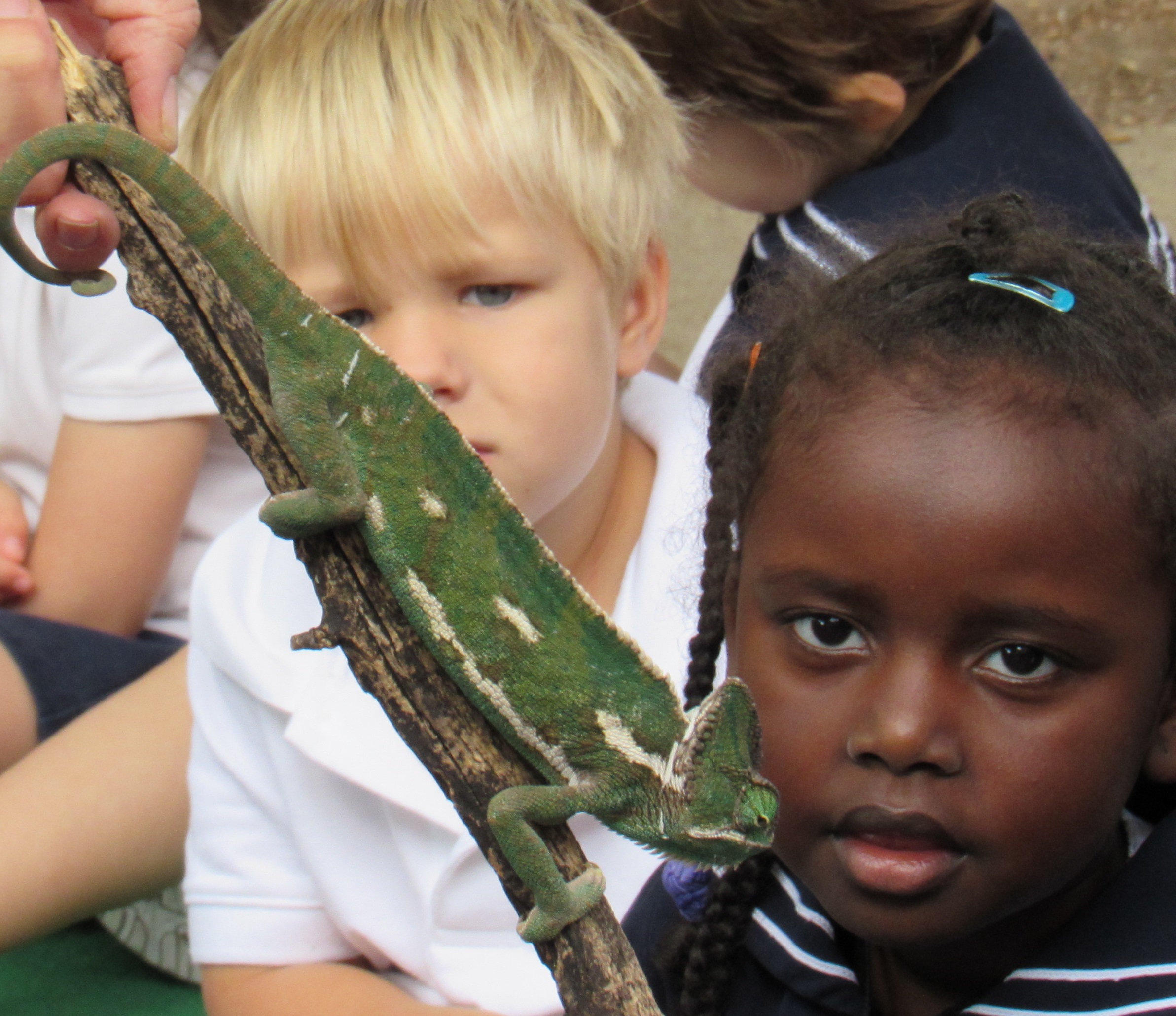 Holy Trinity Academy children observing a reptile during a learning experience
