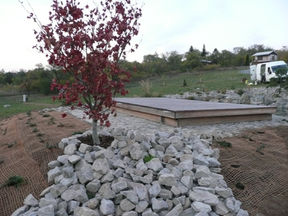 Paluba, sibiřský modřín