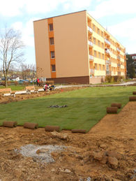 Kobercový trávník