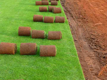 Trávník do 24 hodin.