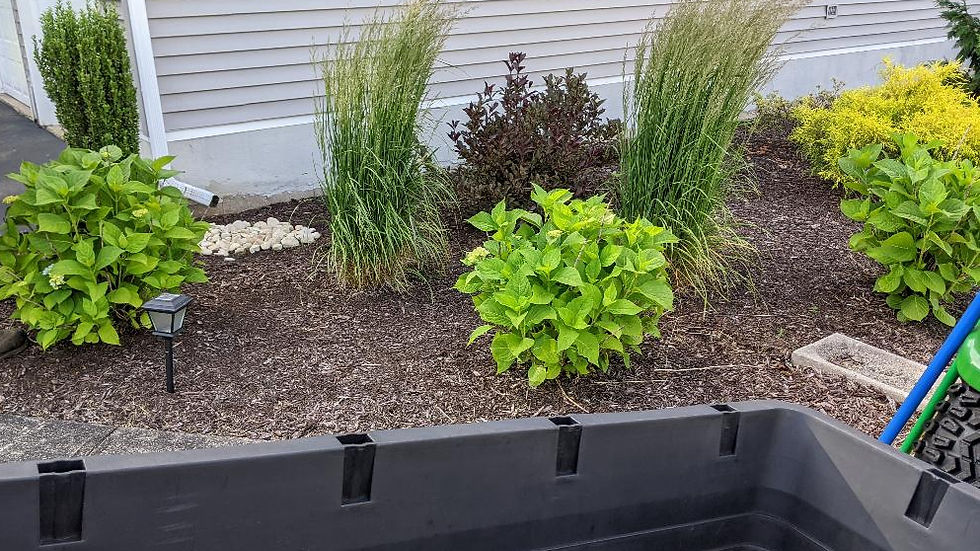 Garden bed with mulch as a ground cover.