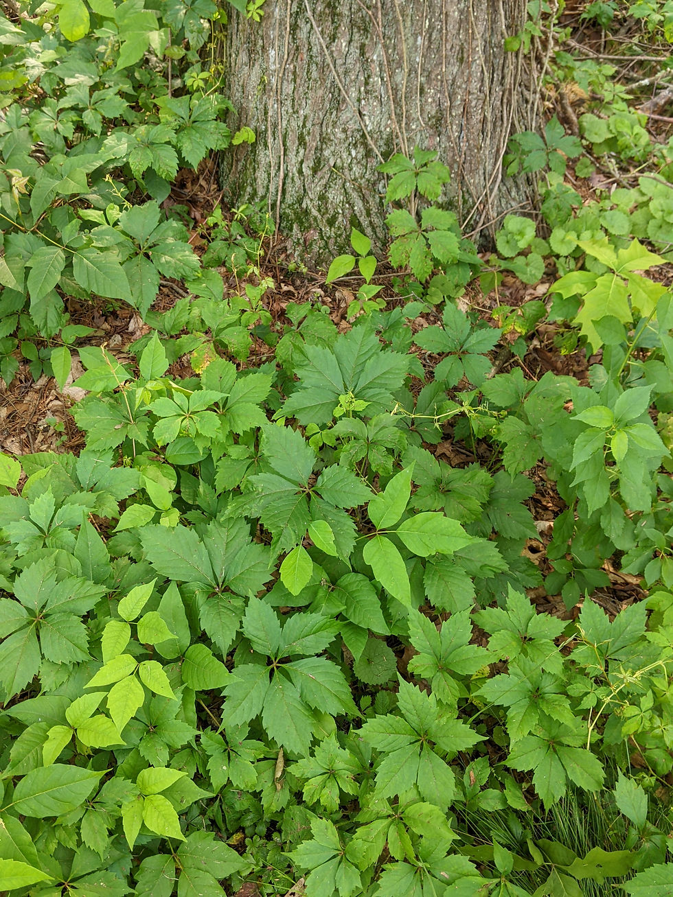 Patch of Poison ivy and Virginia Creeper.