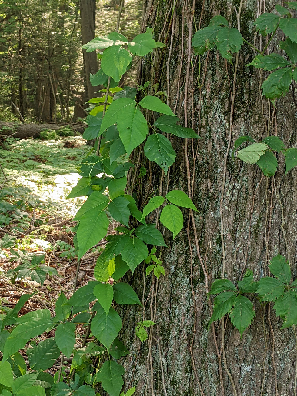 Poison ivy climbing a tree, on the left and Virginia Creeper on the right.