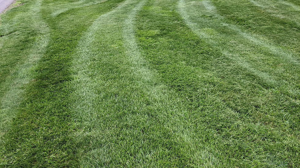 lawn stripes