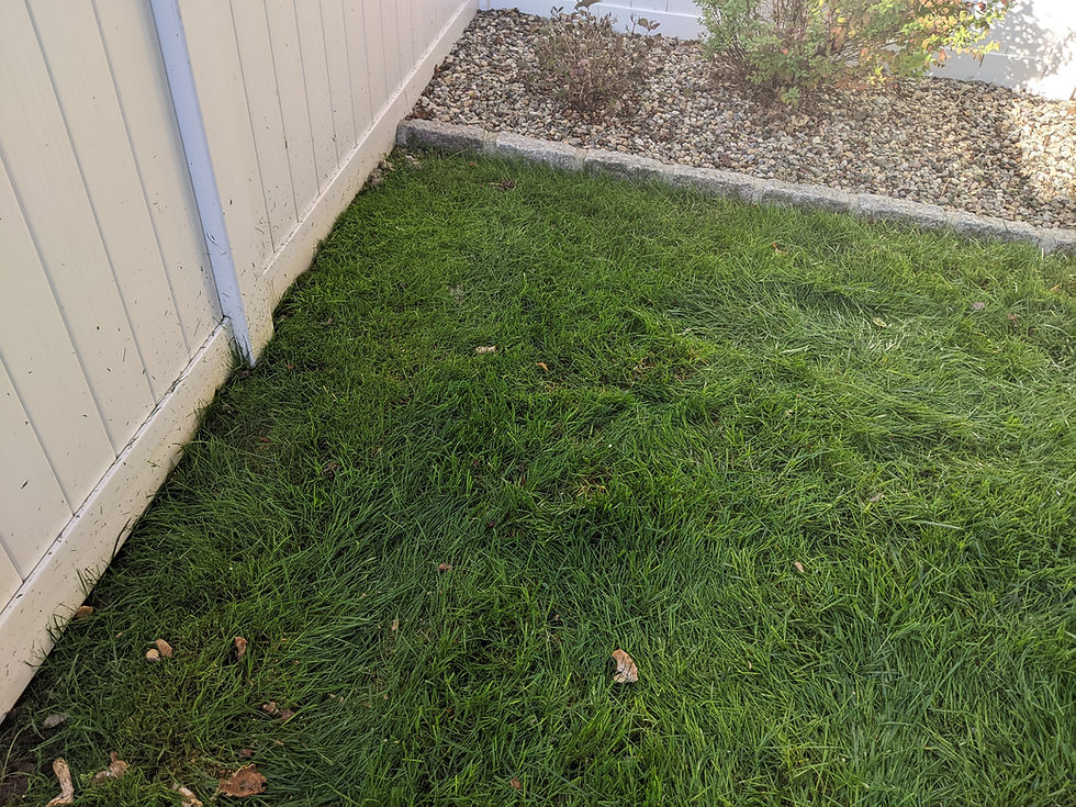inside 90 degree corner with a fence and garden bed