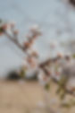 Field Berry Almond Blosson-23.jpg