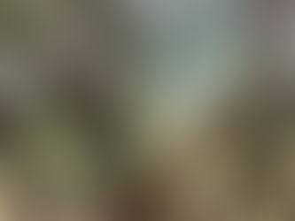 ‘Our livelihoods have been cut off’, say West Bank farmers ahead of olive harvest