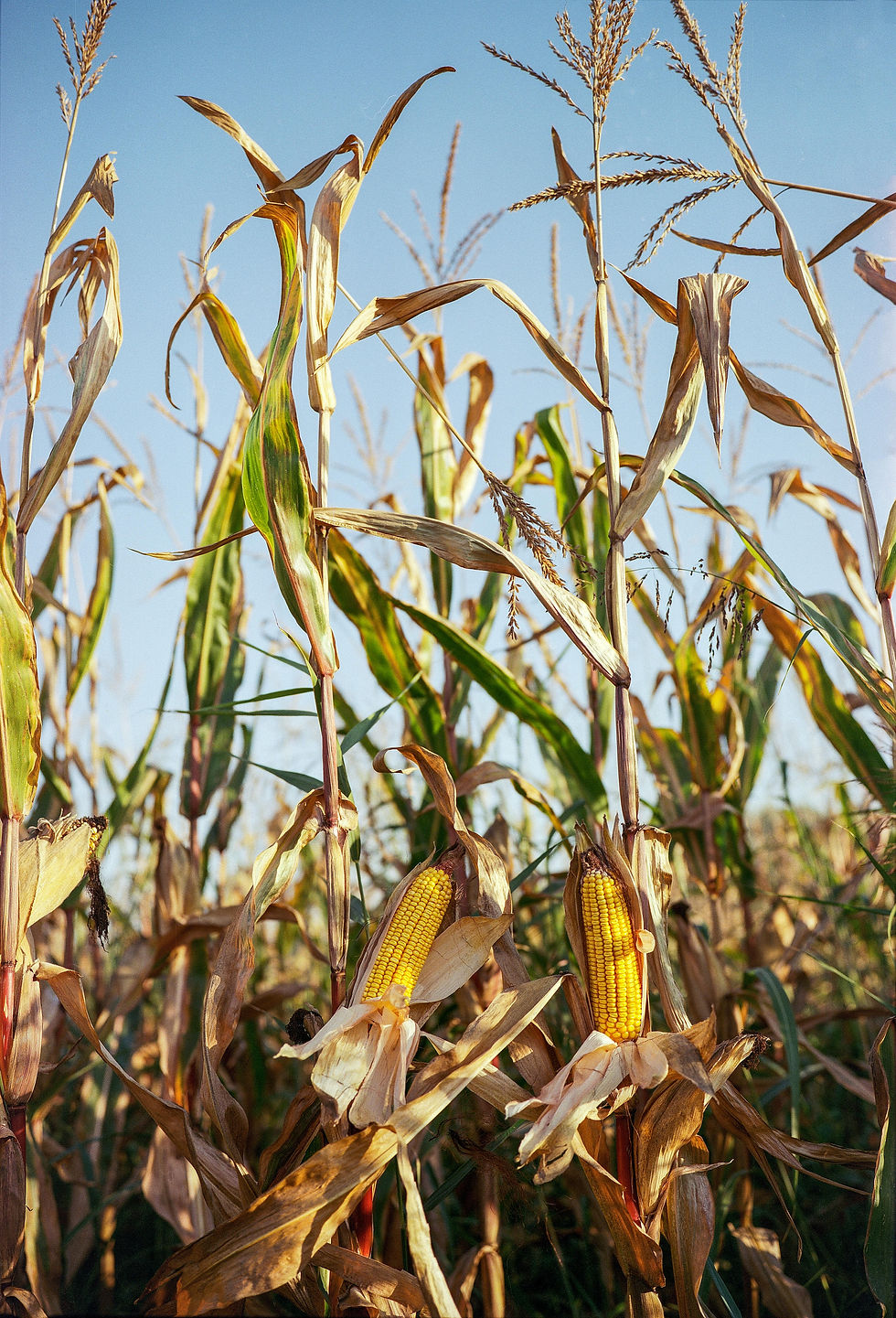 Corn stalks bathed in sunlight, ready for harvest to produce PLA bioplastic.