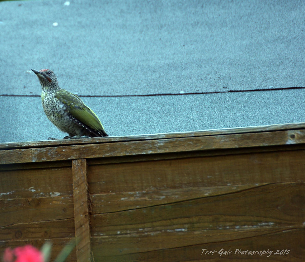 Juvenile Green Woodpecker