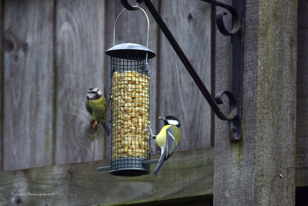 Blue Tit & Great Tit.