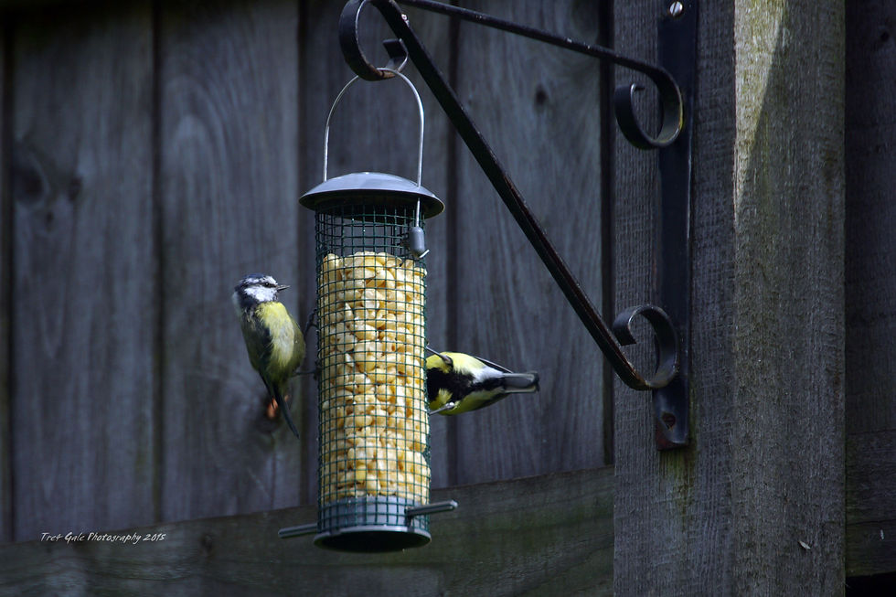 Blue Tit & Great Tit.
