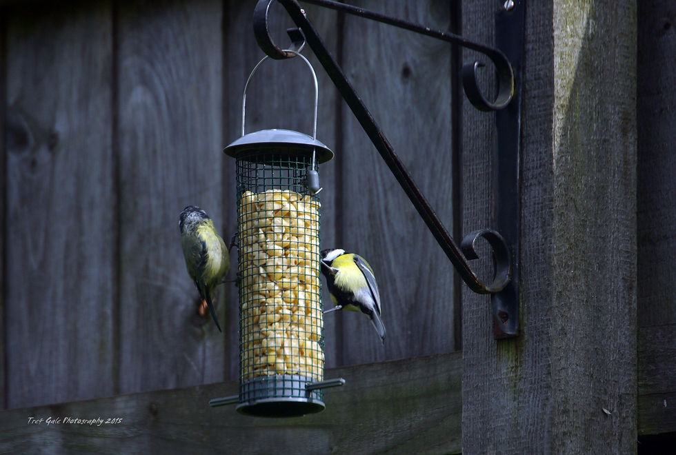 Blue Tit & Great Tit.