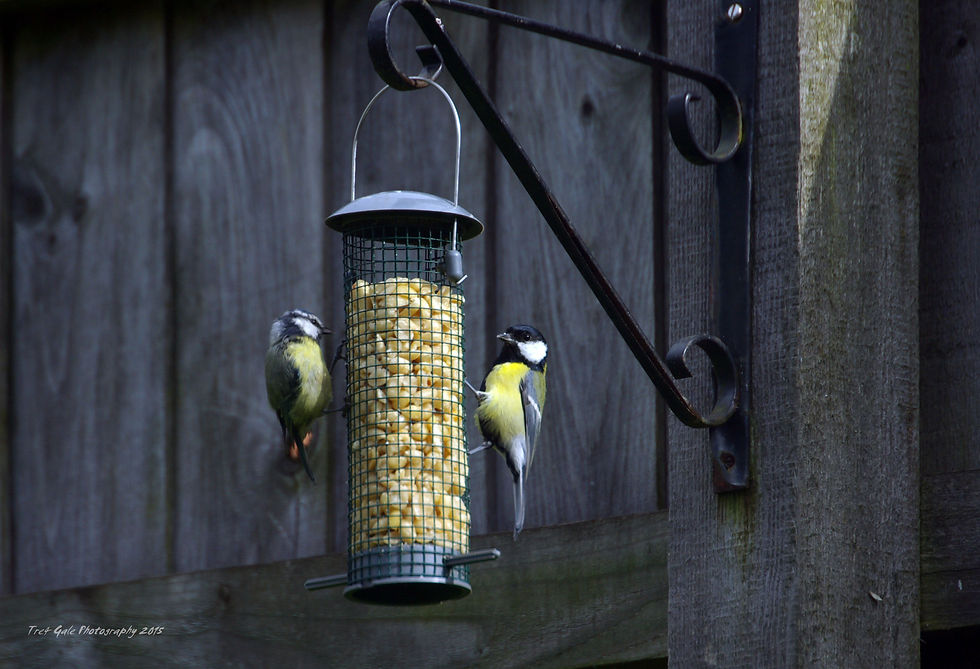Blue Tit & Great Tit.