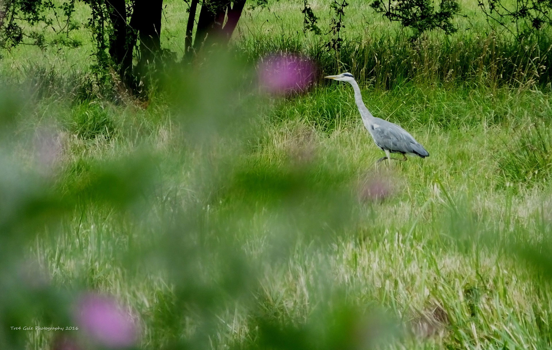 heron