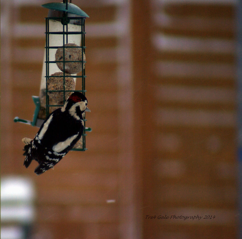 Great spotted woodpecker