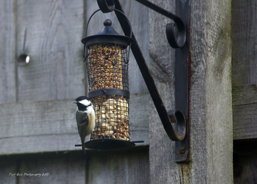 Coal Tit.