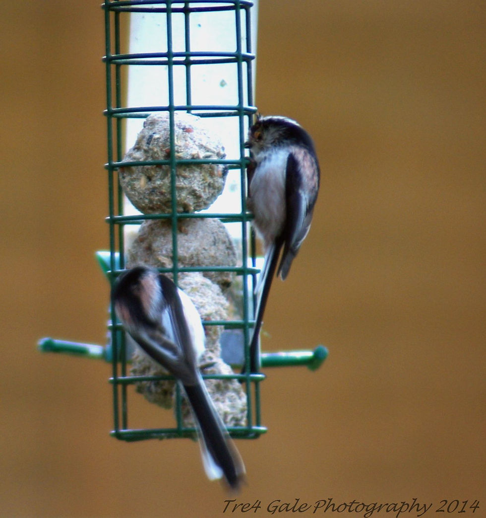 Long tailed tits on our feeders