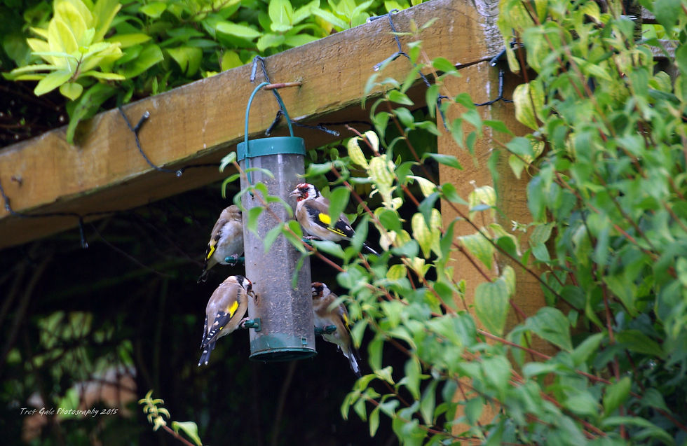 Goldfinches.