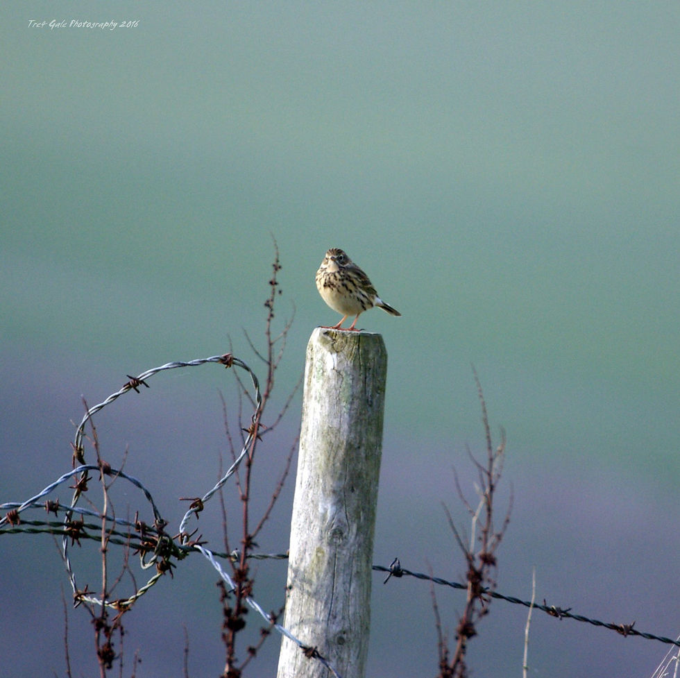 Bird On Post March 2016.