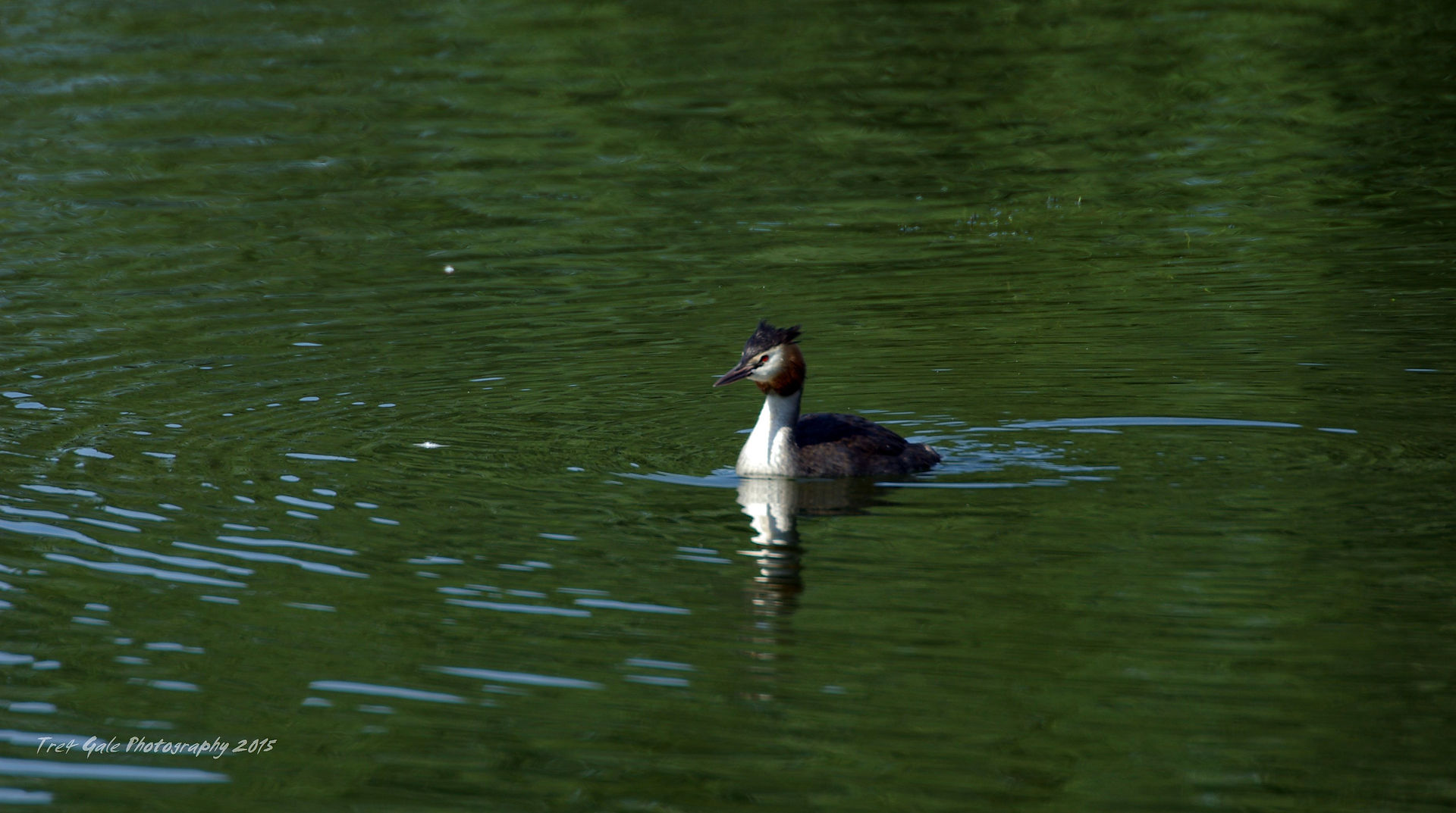 Great Crested Greebe