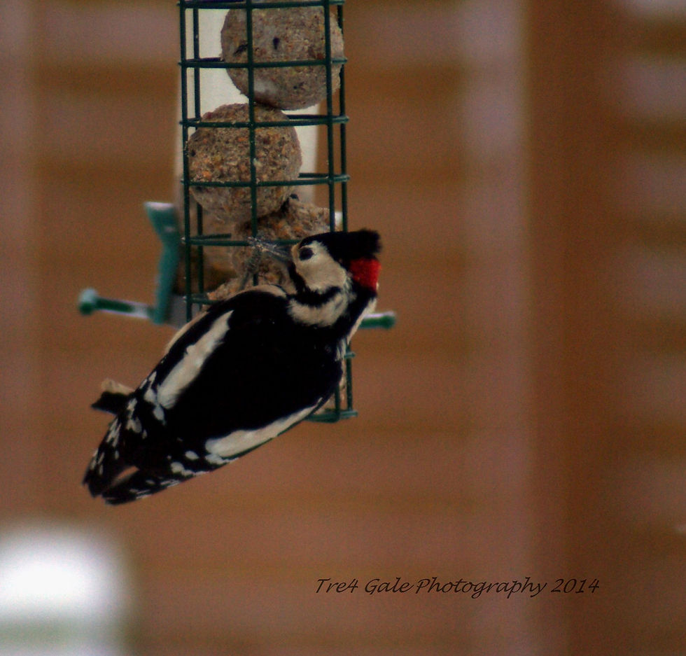 Great spotted woodpecker