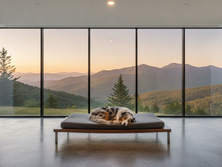 Ledges Farm Dog Camp Alternative: Choosing the Ultimate Luxury Pet Resort