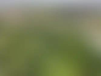 Stadio Roma a Pietralata, i comitati presentano ricorso al Tar: «Verificare l'esistenza di un bosco nell'area»