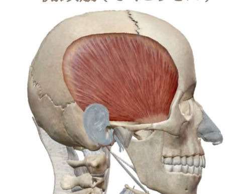 側頭筋を鍛えるとフェイスラインが引き上がる??