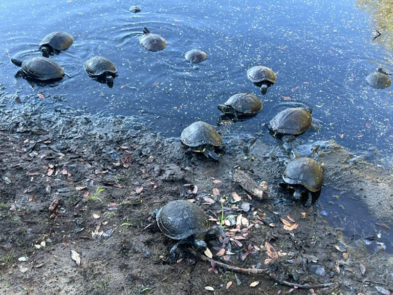 Turtles.jpeg