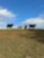 IMG_6635.jpeg