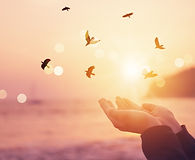 Woman hands place together like praying in front of nature blur beach and birds fly with s