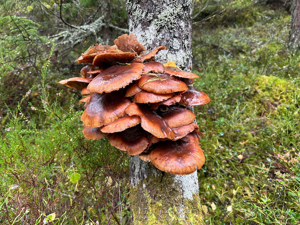 Fru ResGlad på september-vandring i Hornslandet utanför Hudiksvall i Hälsingland