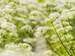 Acceptance and Commitment Therapy: A Path to Psychological Flexibility and Meaningful Living