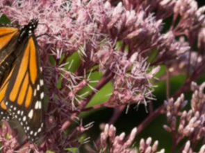 Want to add some native plants to your garden? There's lots of choices.