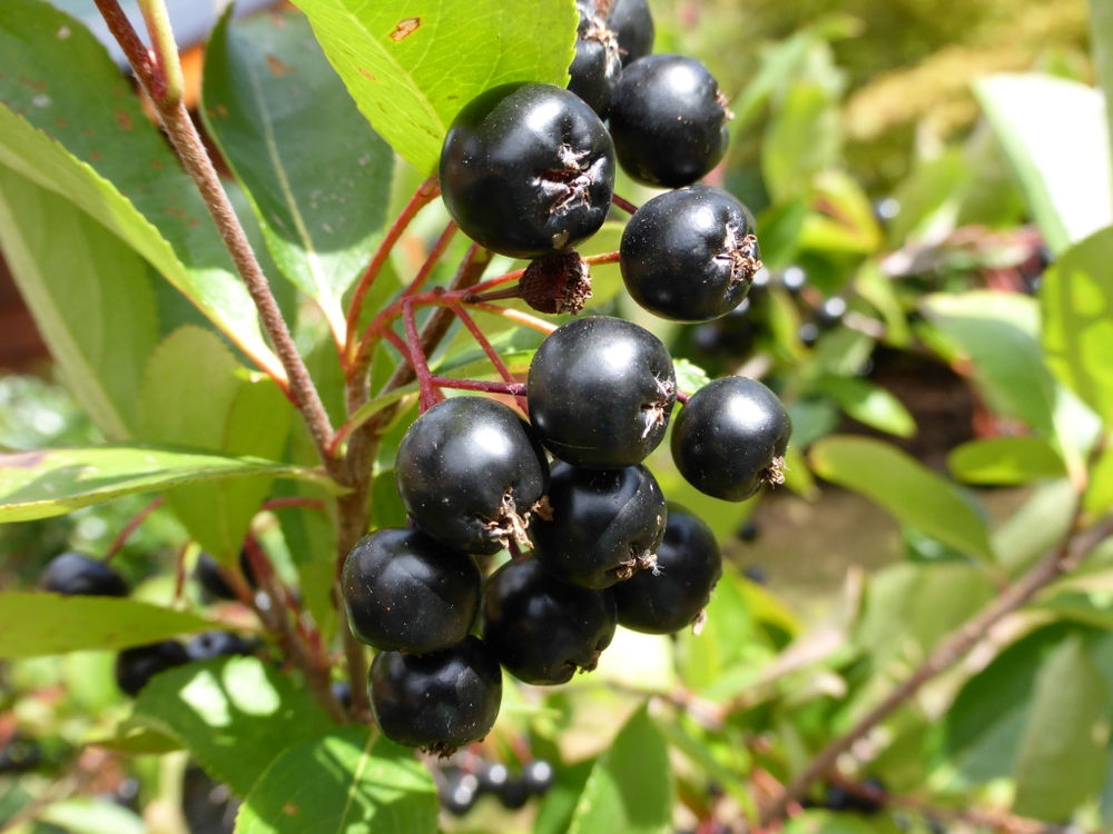 Beautiful Black Chokecherry