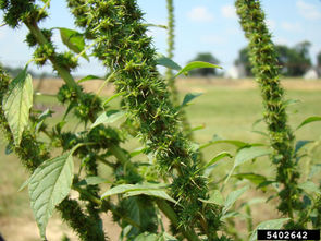 Be on the Lookout for Amaranthus palmeri