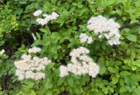 Spinyleaf Spirea works well in home gardens